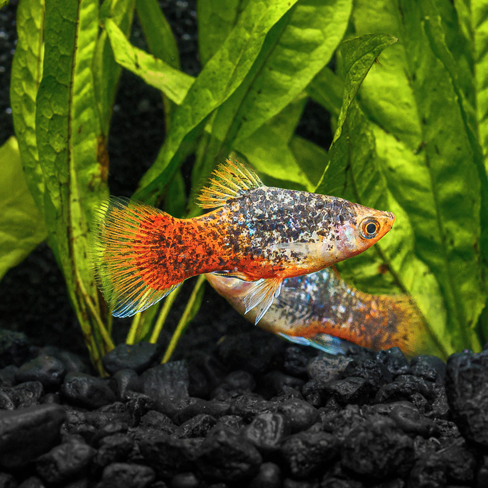 Calico Blue Coral Platy & Other Livebearers - Shop Now! - Flip