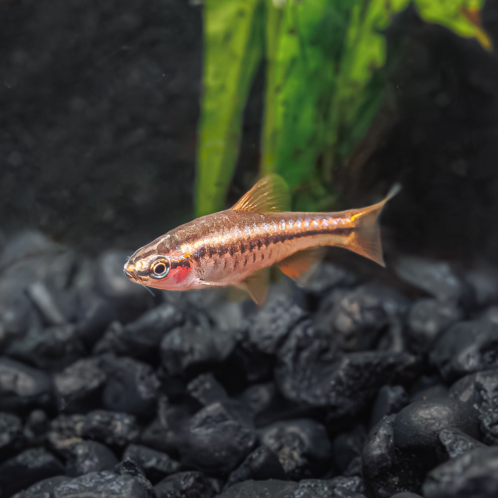 Cherry Barb: Striking Red Colors for Your Aquarium - Flip Aquatics