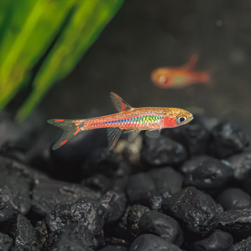 Chili Rasbora | Boraras Brigittae