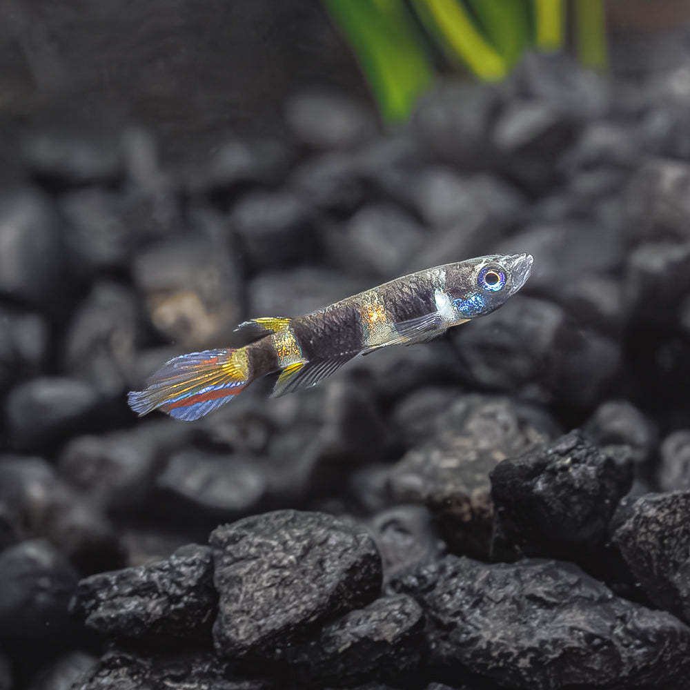 Clown Killifish | Epiplatys Annulatus