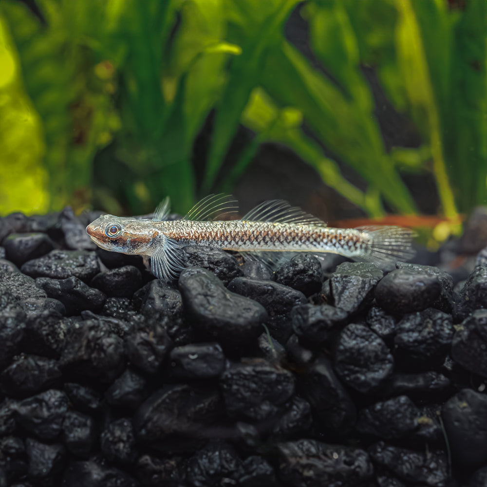 Fashion freshwater aquarium goby