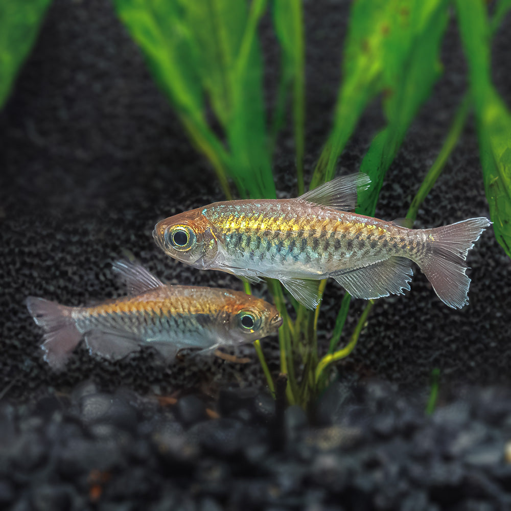 Congo Tetra | Phenacogrammus Interruptus