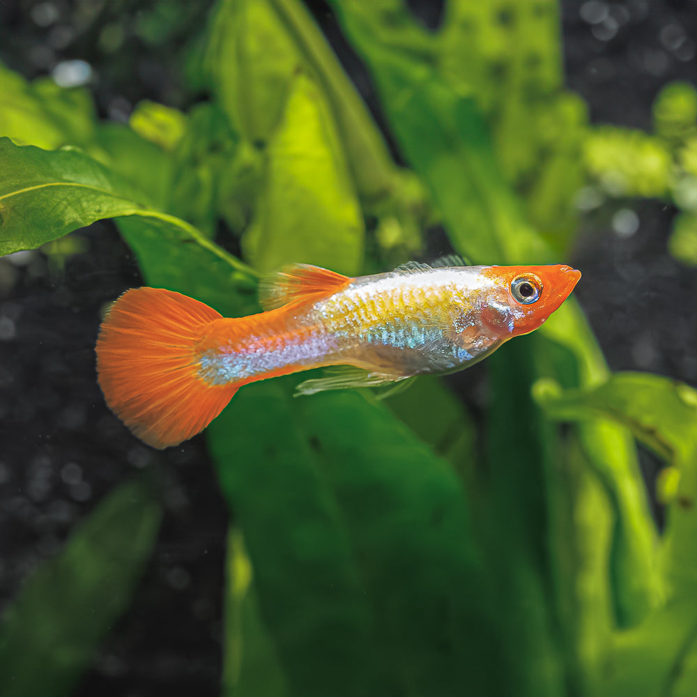 Kohaku Guppy | Poecilia Reticulatus
