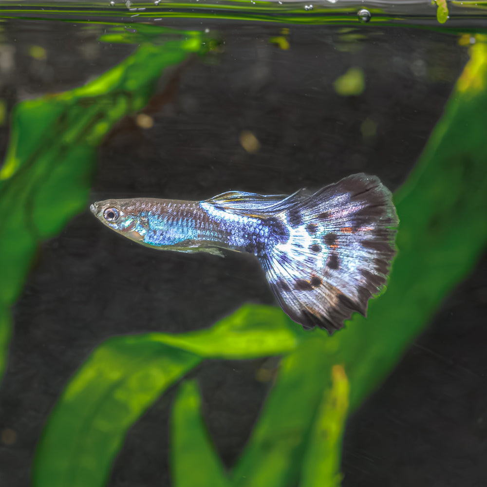 Guppy + Endler Sale | Buy a Trio, Get a Trio