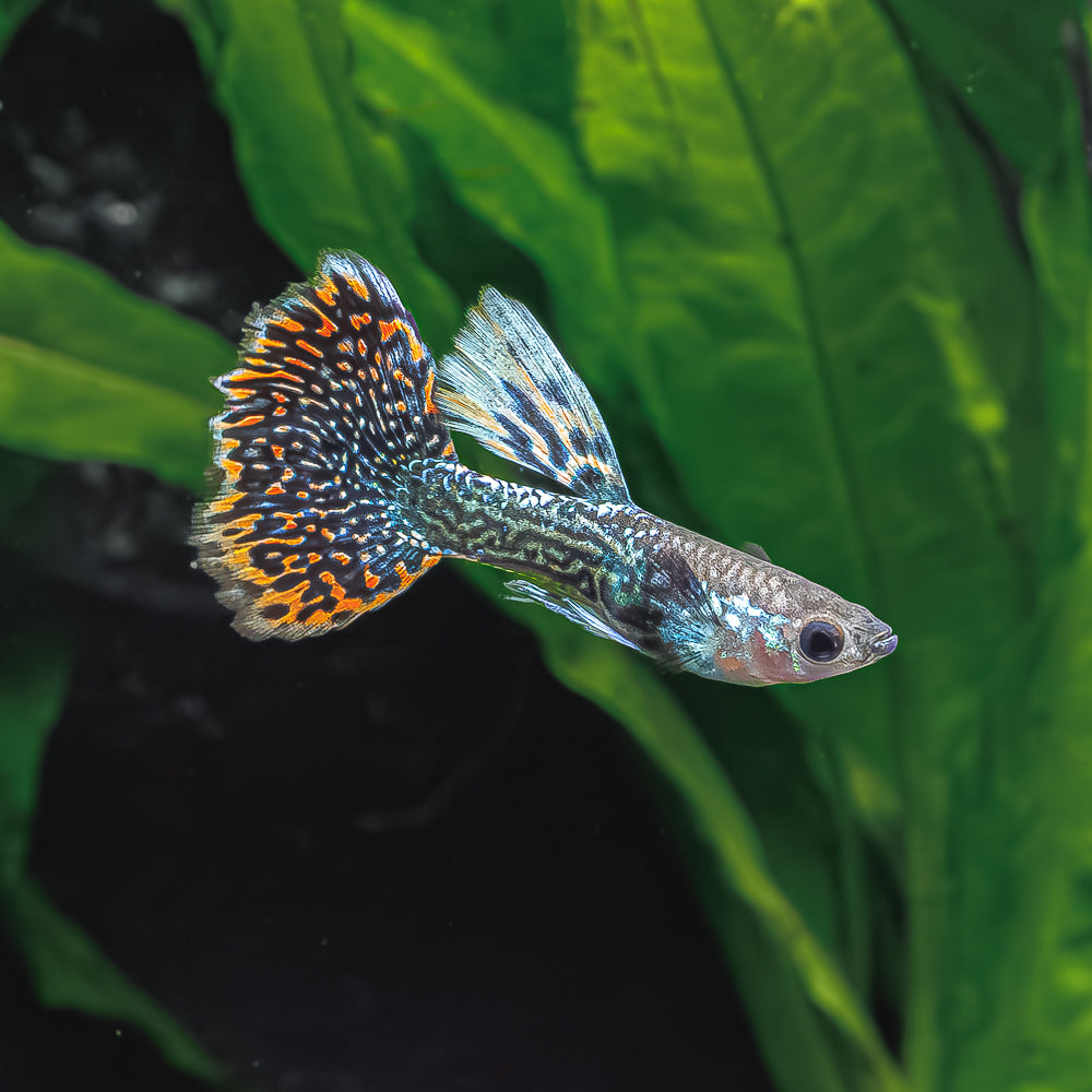 Dumbo Ear Tiger Guppy | Poecilia Reticulatus