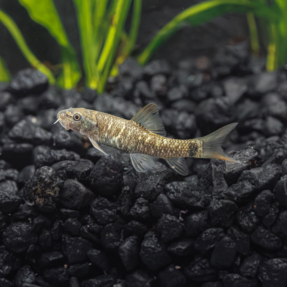 Where To Buy Doctor Fish , Freshwater Tropical Fish: Garra Rufa – NYSNIB