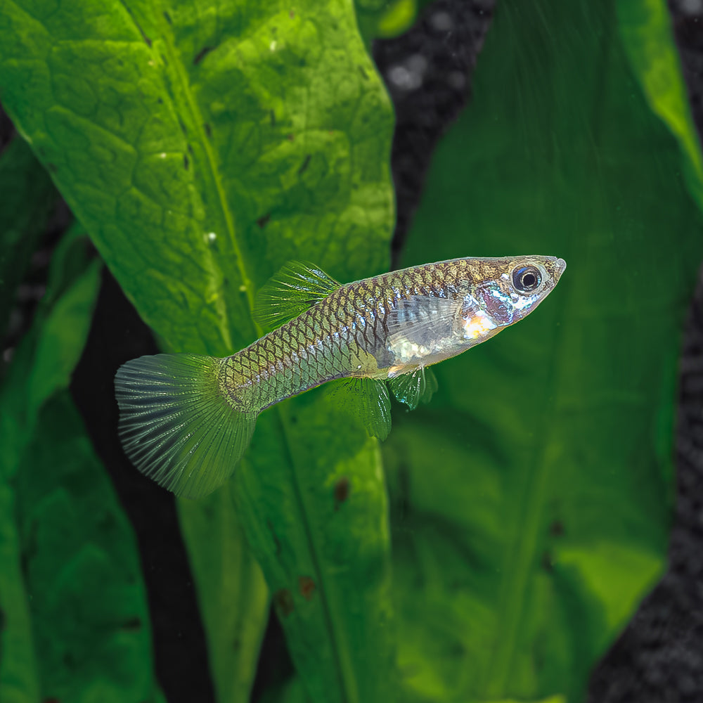 Double Sword Guppy | Poecilia Reticulatus