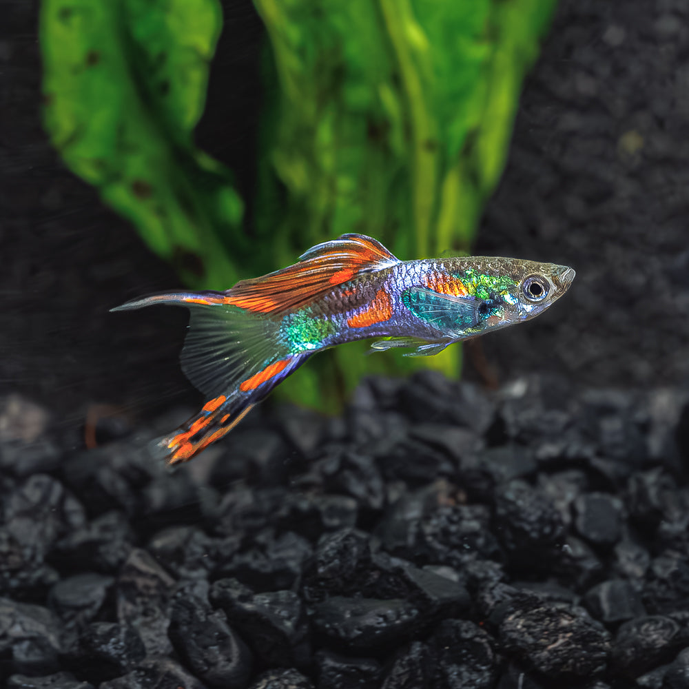 Double Sword Guppy | Poecilia Reticulatus