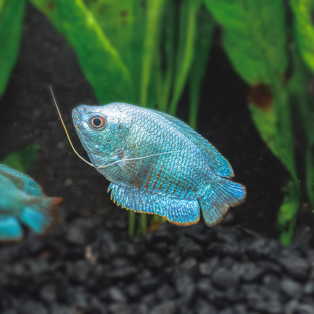 Blue Dwarf Gourami | Trichogaster lalius
