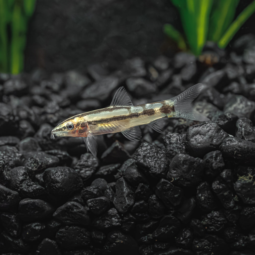Dwarf Chain Loach | Ambastaia sidthimunki
