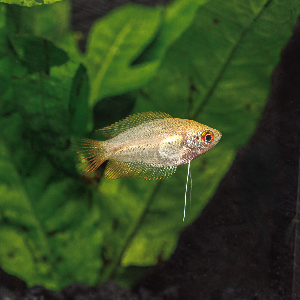 Dwarf Gourami Fish Types