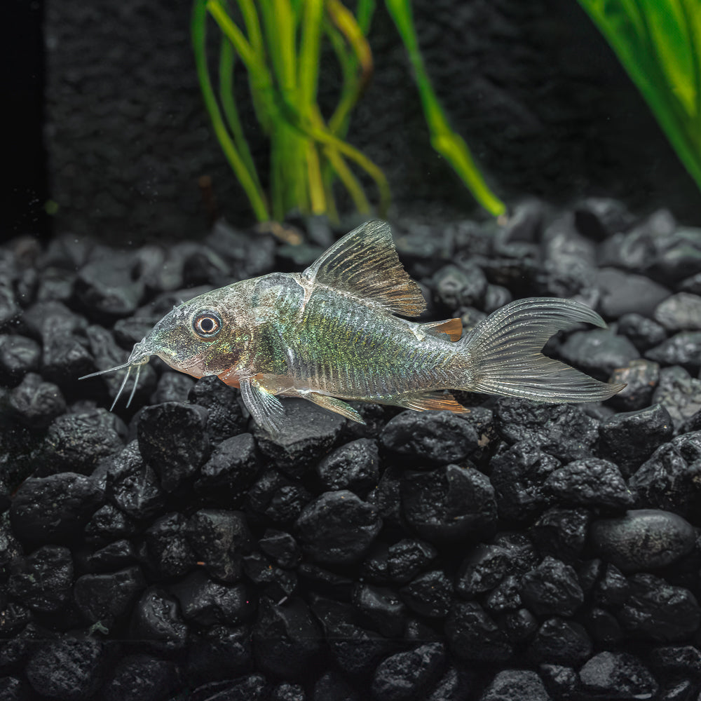 Emerald Cory | Corydoras splendens