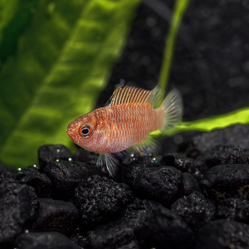 Flame Red Badis| Dario hysginon