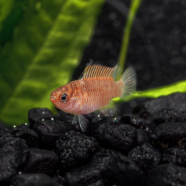 Batisi Fish Scarlet Badis - Vibrant Nano Fish for Stunning Aquascapes (Males ...