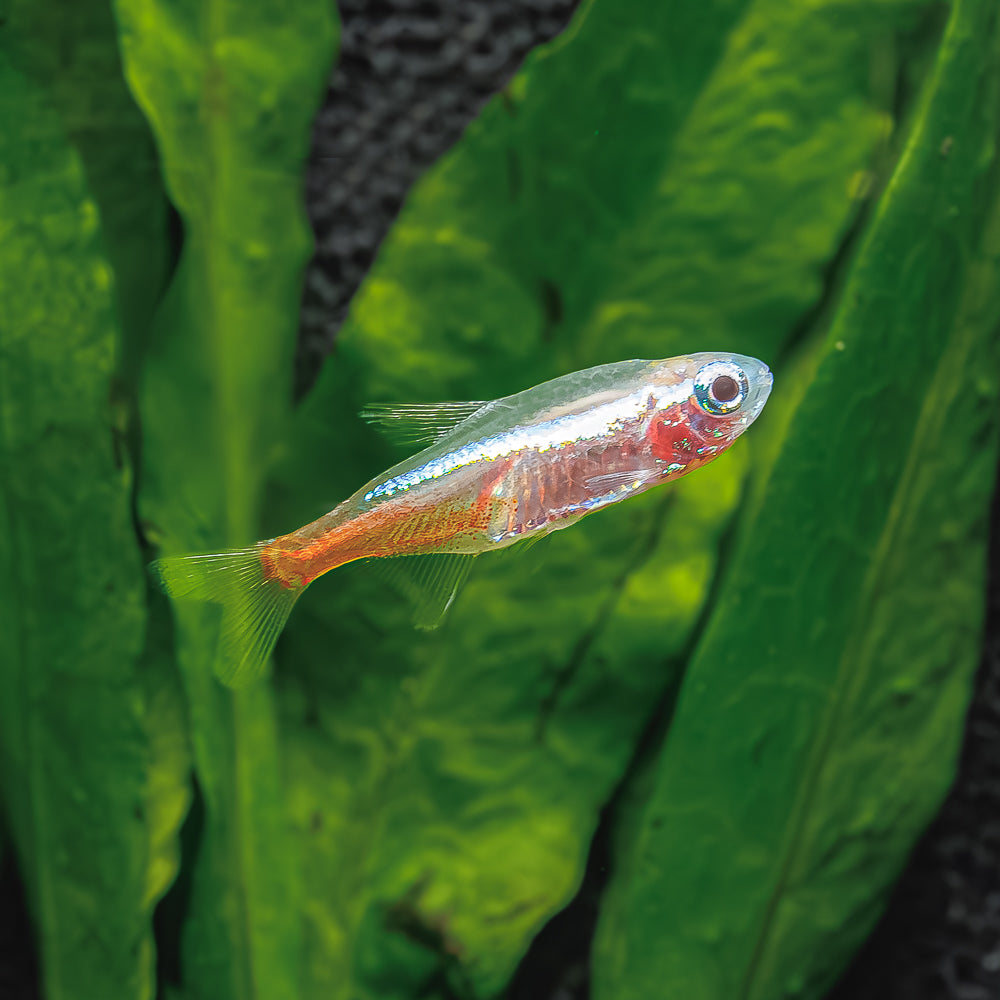 Gold Tetra