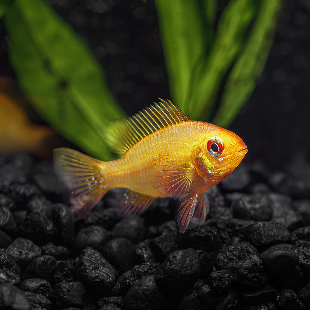 Cichlids - Flip Aquatics