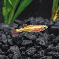 Freshwater Aquarium Fish: 24K White Cloud Mountain Minnow - 'TANICHTHYS ALBONUBES Freshwater Aquarium Fish: 24K White Cloud Mountain Minnow - 'TANICHTHYS ALBONUBES