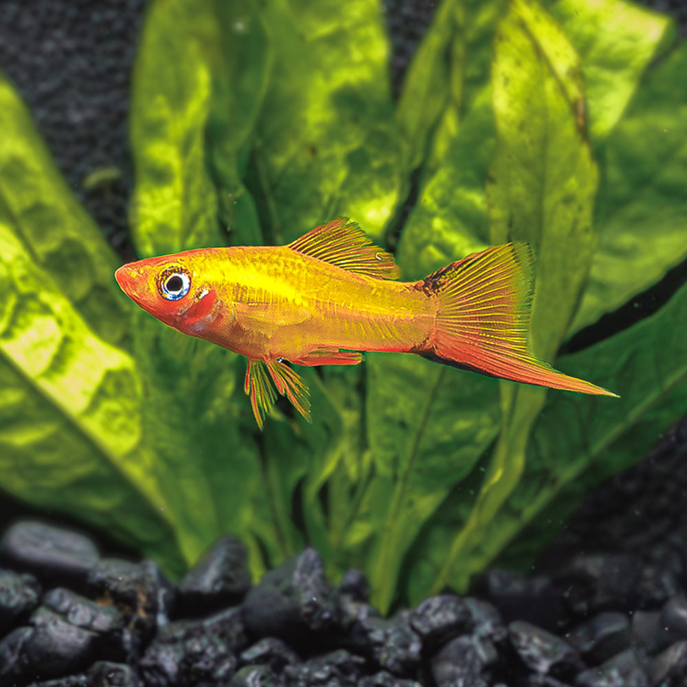 Golden Comet Swordtail | Xiphophorus helleri