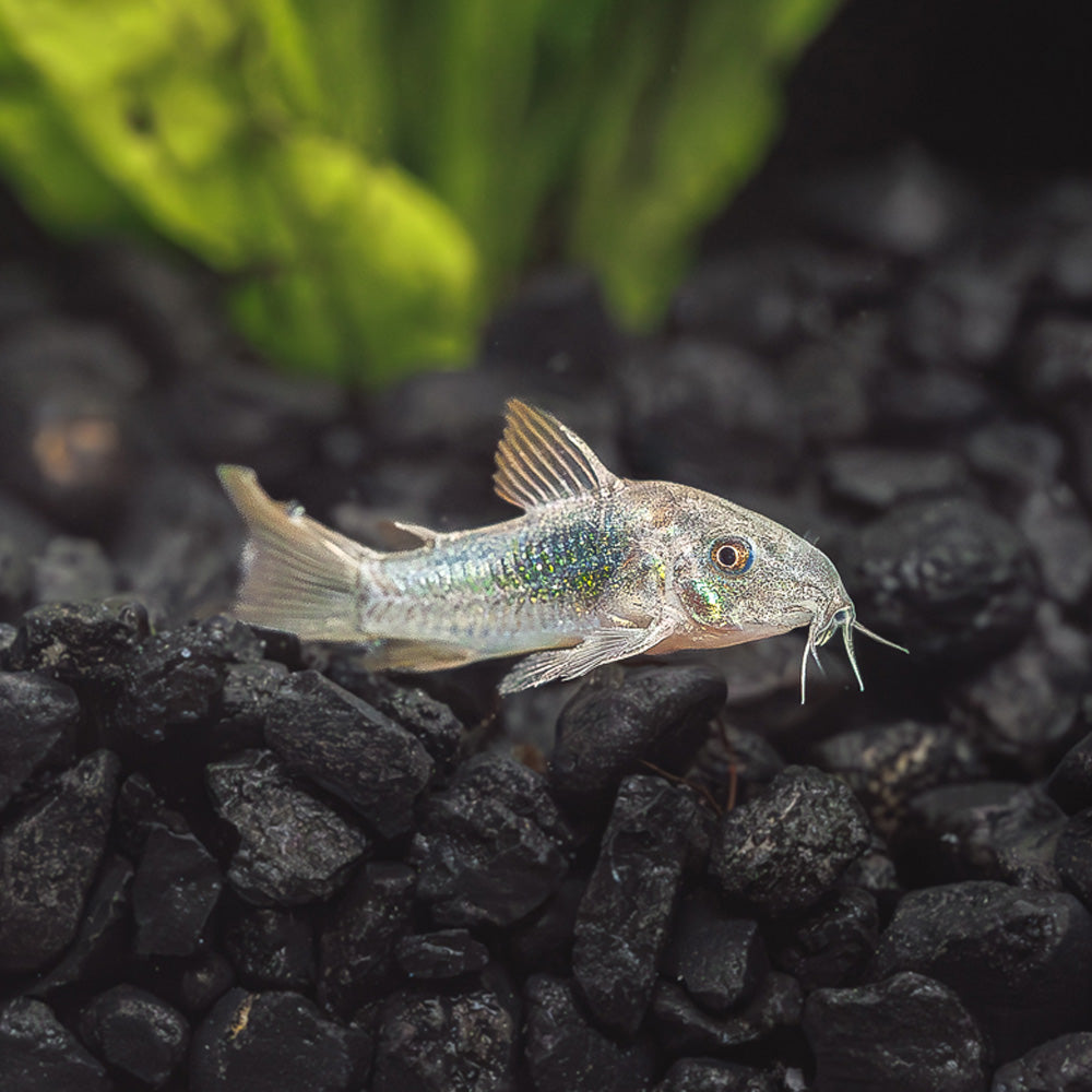 Green Corydora Catfish for Sale | Shop Our Green Corys - Flip Aquatics