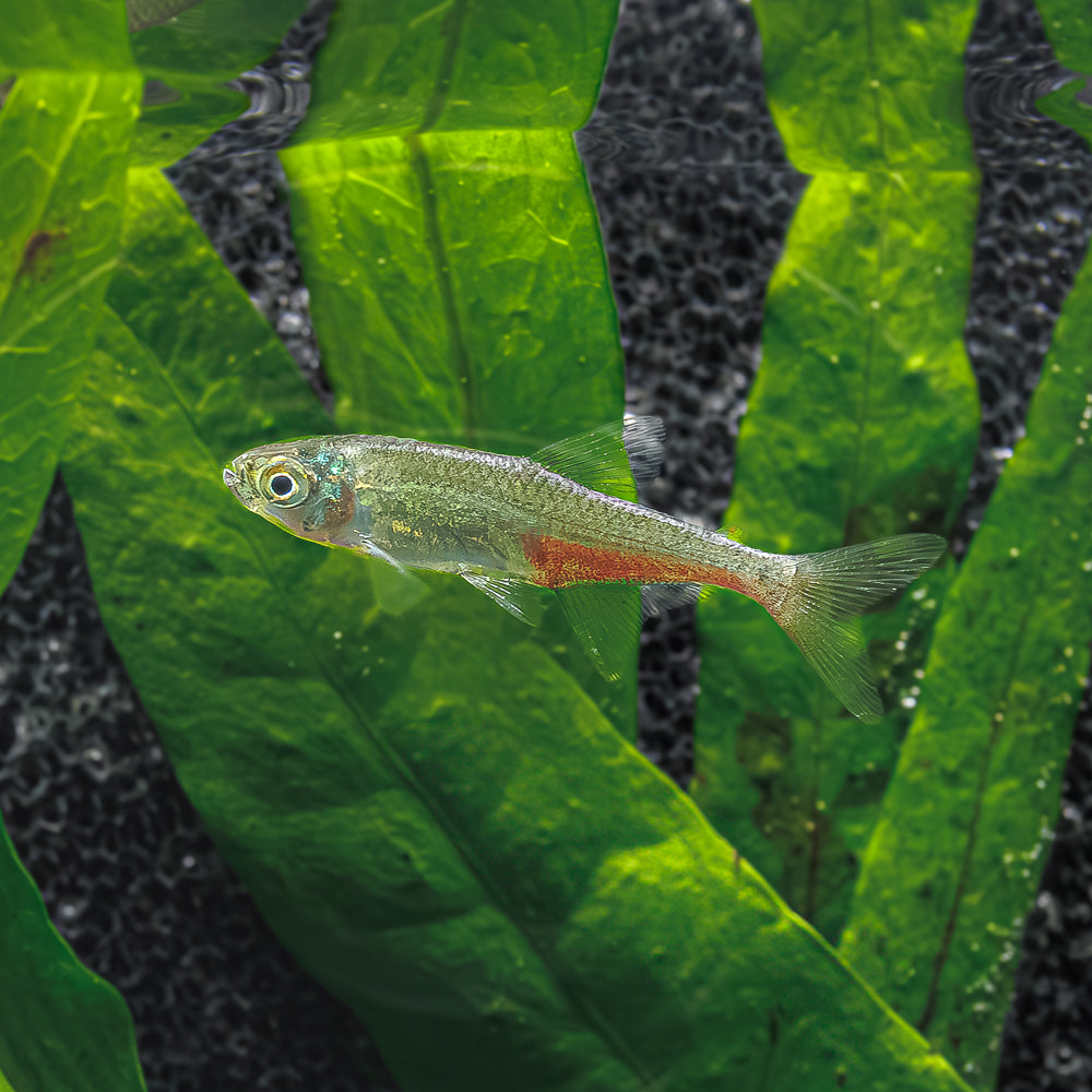 Green Fire Tetra