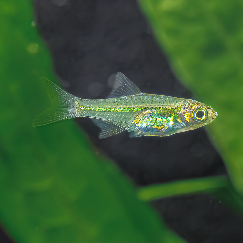 Green Kubotai Rasbora