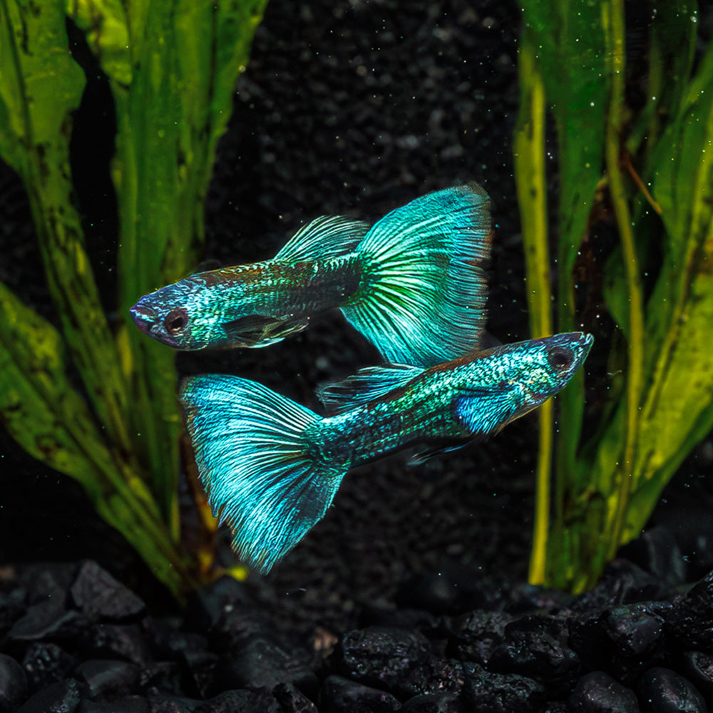 Green Moscow Guppy For Sale | Shop Freshwater Green Moscow Guppy - Flip ...