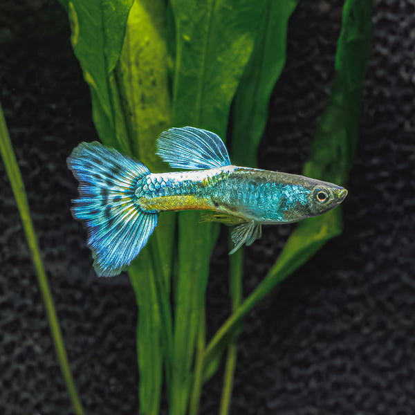 Discover the Allure of Green Mosaic Guppies | Vibrant Freshwater Fish