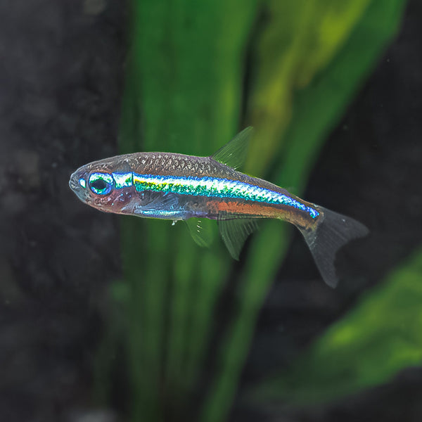 Green Neon Tetra | Paracheirodon Simulans