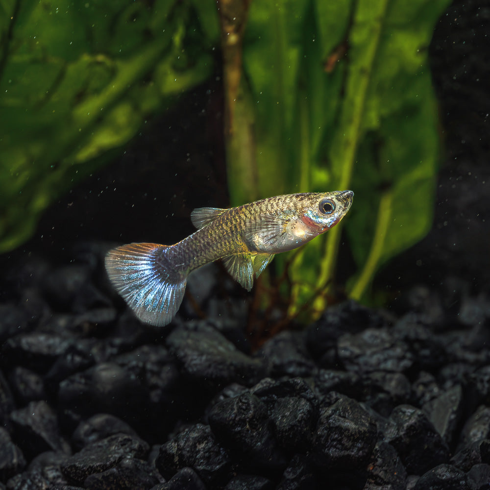 Half Black Red Tail Guppy | Poecilia Reticulatus