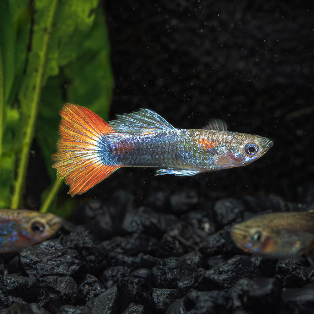 Half Black Red Tail Guppy | Poecilia Reticulatus