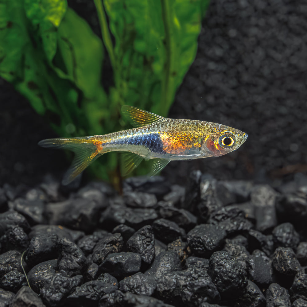 Harlequin Rasbora | Rasbora Heteromorpha