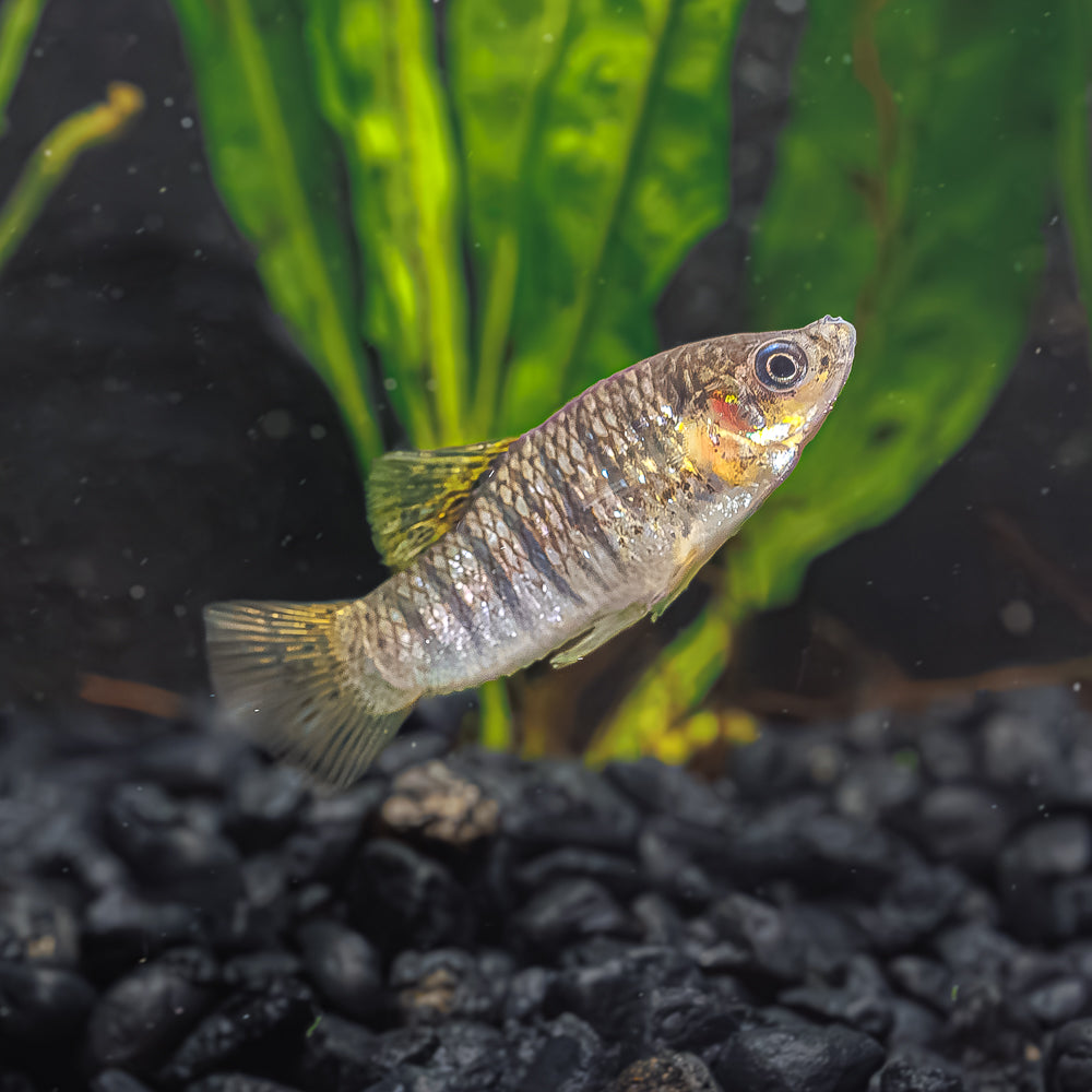 Humpback Limia Limia nigrofasciata Unique Livebearers for Freshwater Aquariums Flip Aquatics