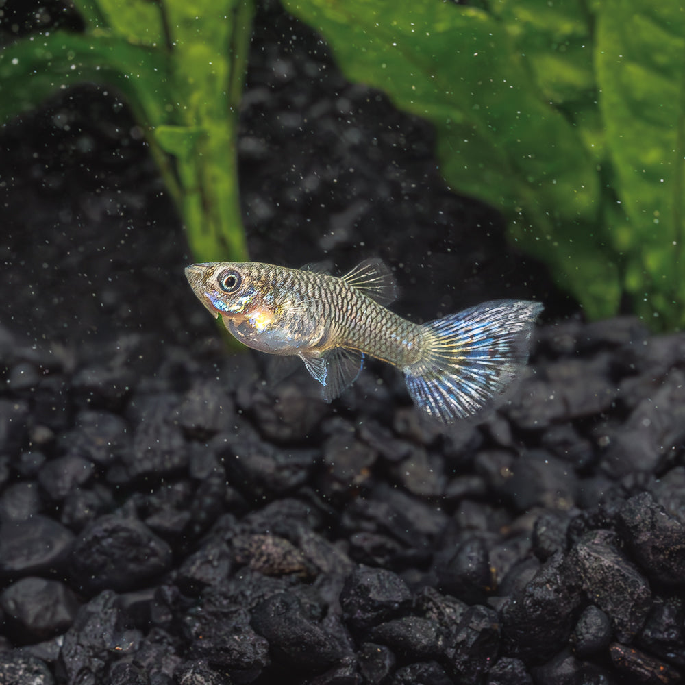 Japanese Blue Mosaic Guppy | Poecilia Reticulatus