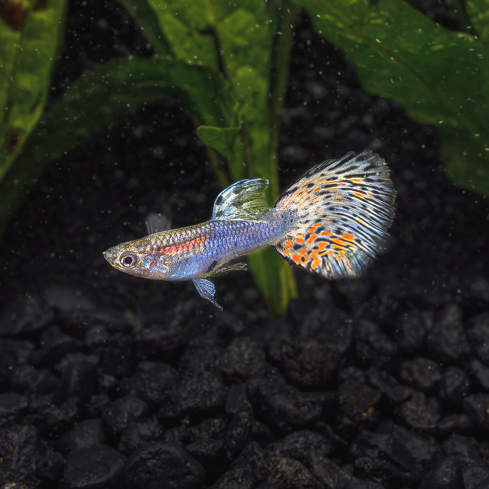 Guppy + Endler Sale | Buy a Trio, Get a Trio