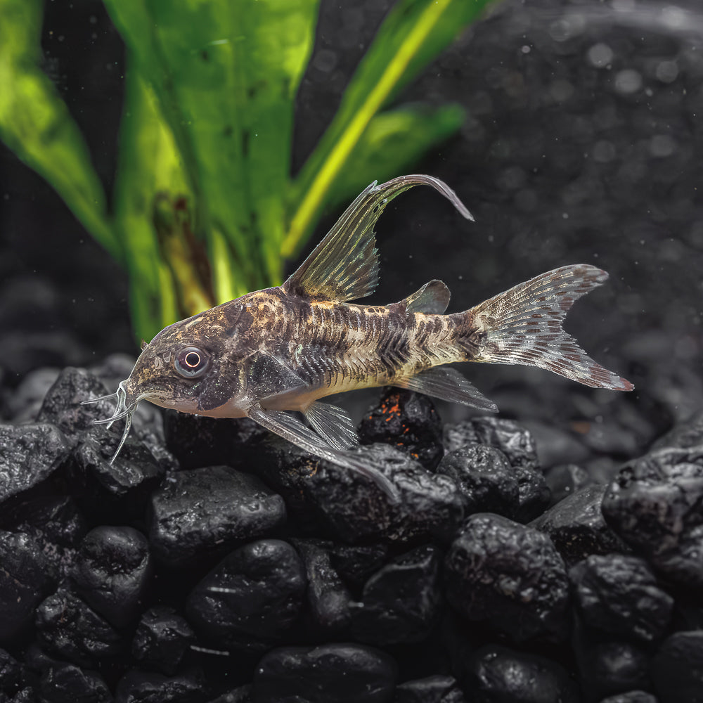 Peppered Corydoras Long Fin for Sale | 100% LIve Arrival Guarantee