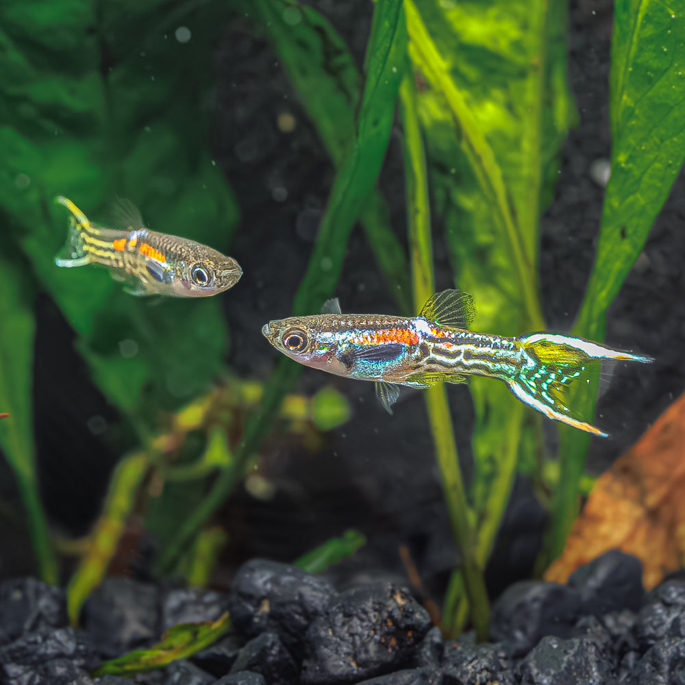 Vibrant Assorted Endlers: Colorful Freshwater Fish for Your 