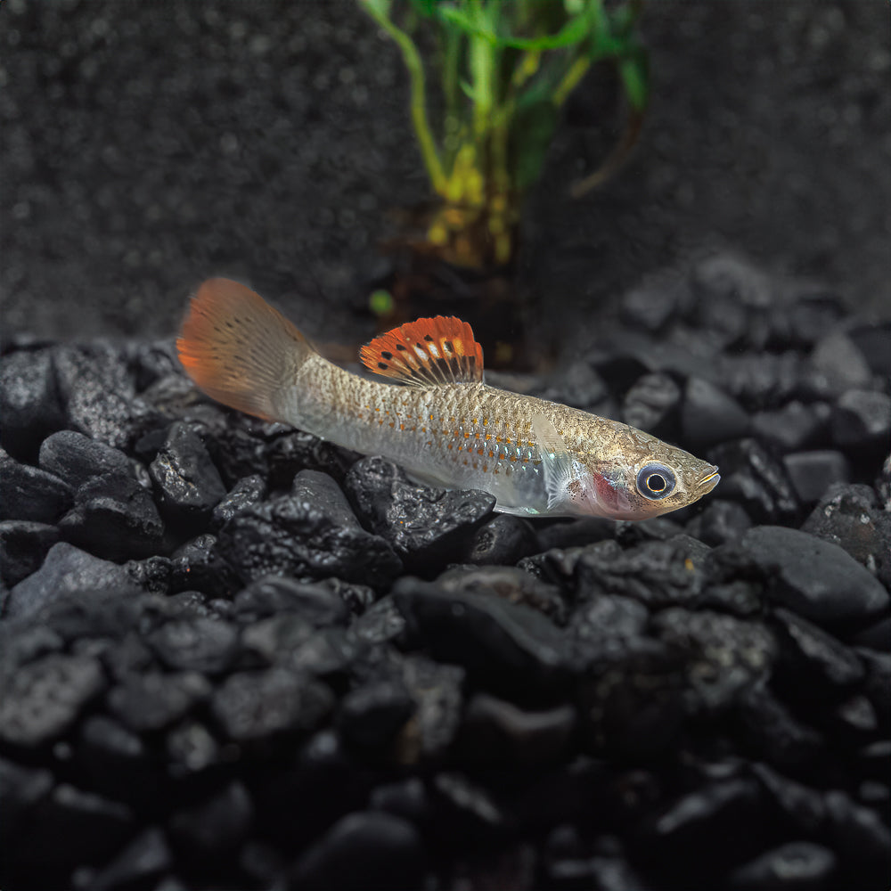 Liberty Molly | Poecilia salvatoris