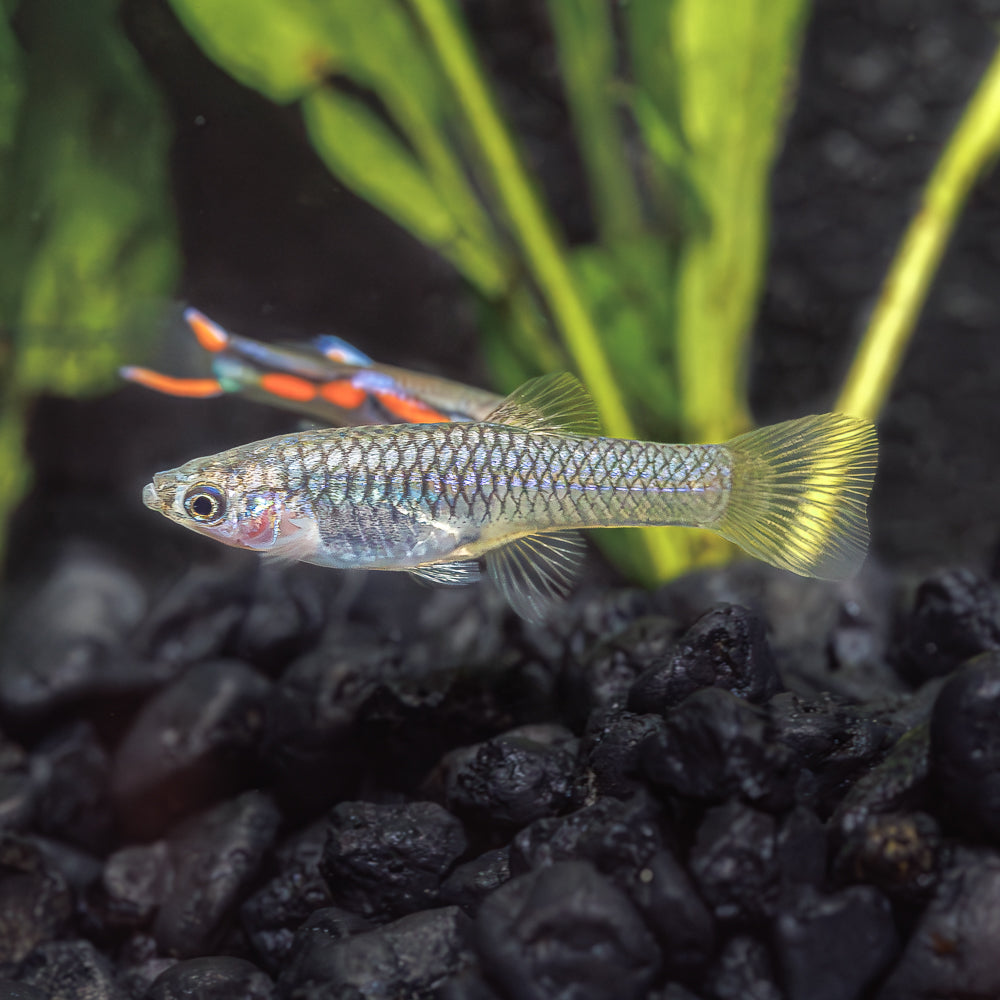 Brilliant Endler's Livebearers for Sale Nano Fish