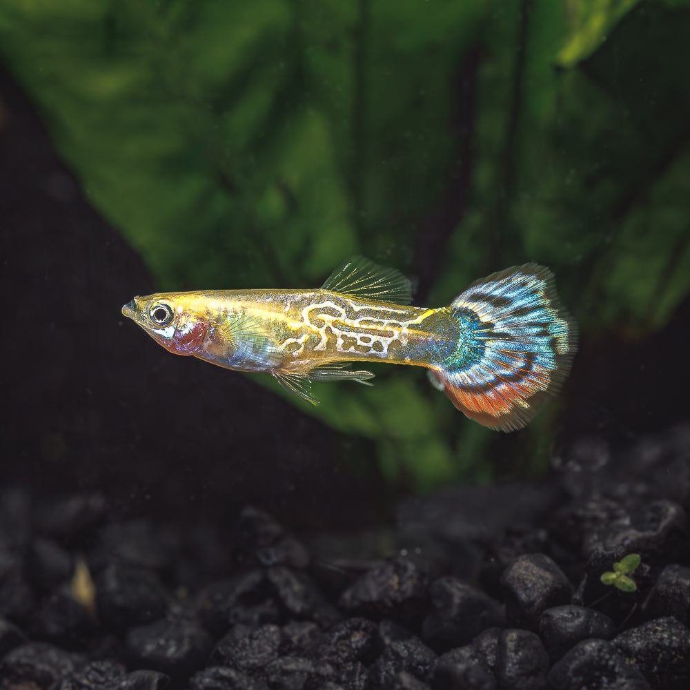 Guppy + Endler Sale | Buy a Trio, Get a Trio