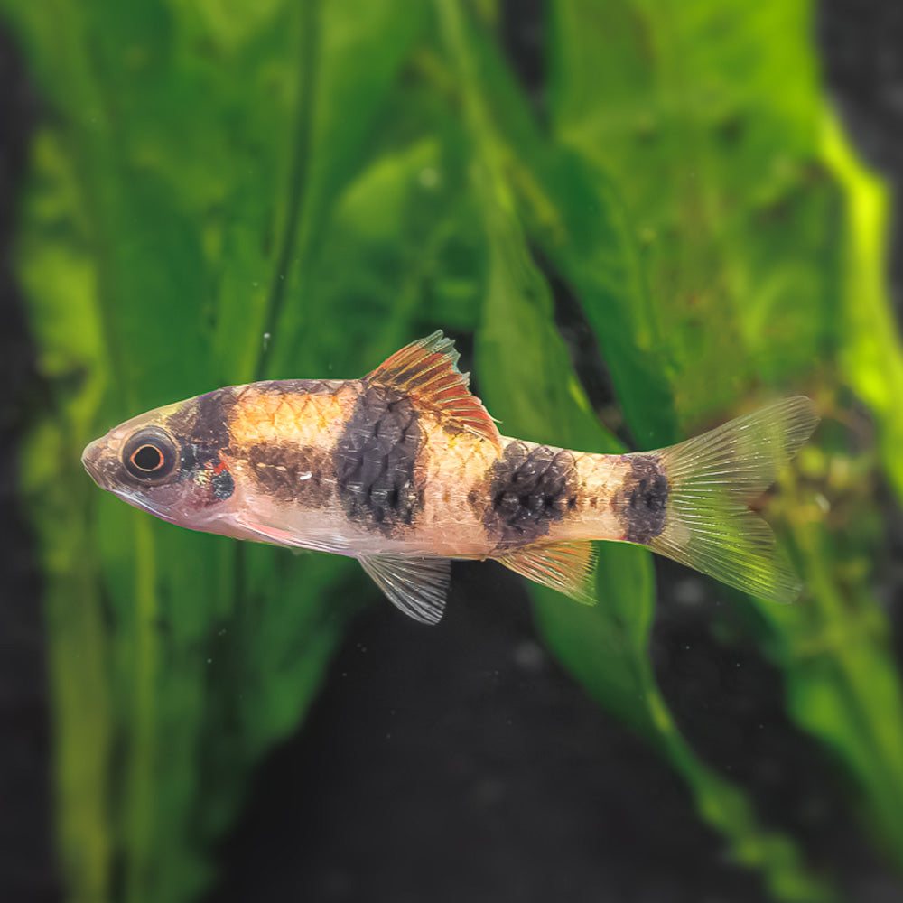 Melon Barb | Red Panda Barb