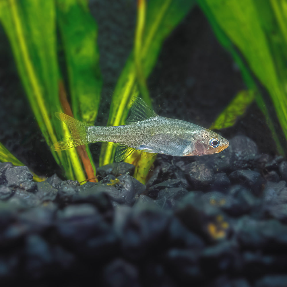 Naked Micro Rasbora: Stunning Rasbora for Nano Tanks - Flip Aquatics