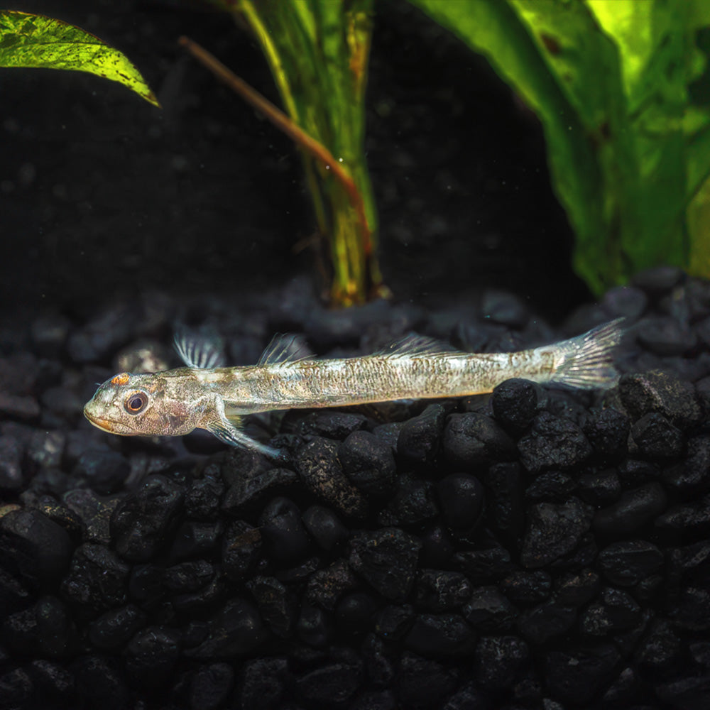 Orange Fin Stiphodon Goby | Stiphodon Maculidorsalis
