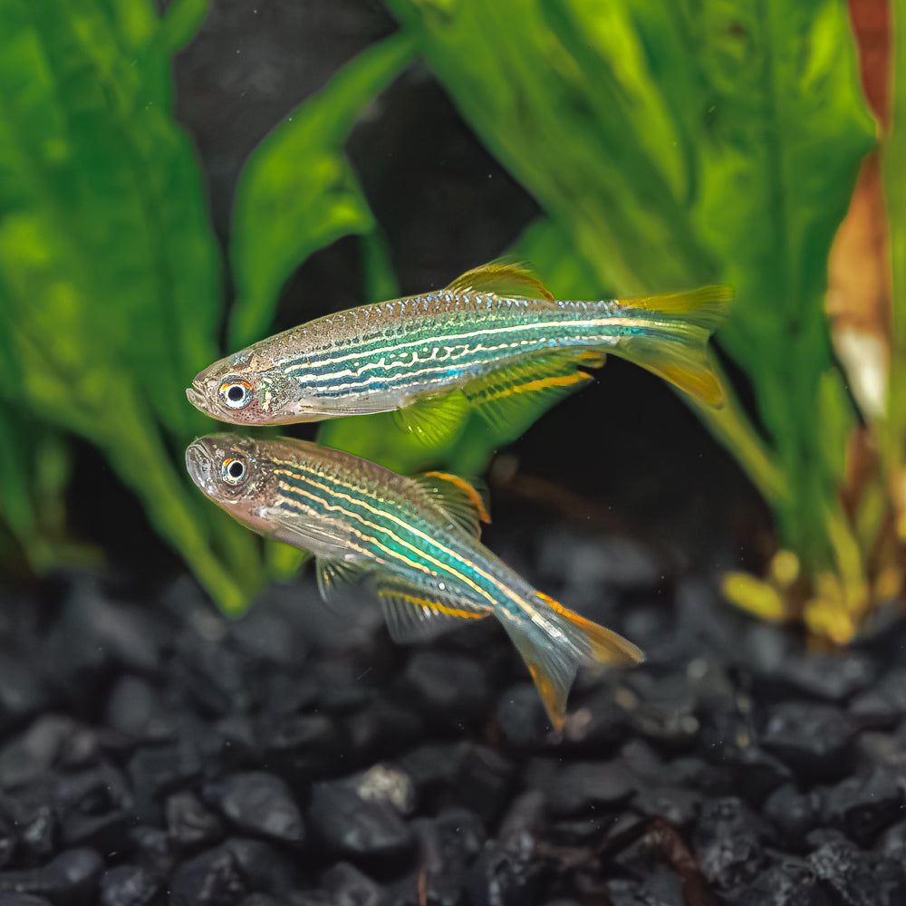 Danic Fish Danio Fish for Sale | Danios Fish Types