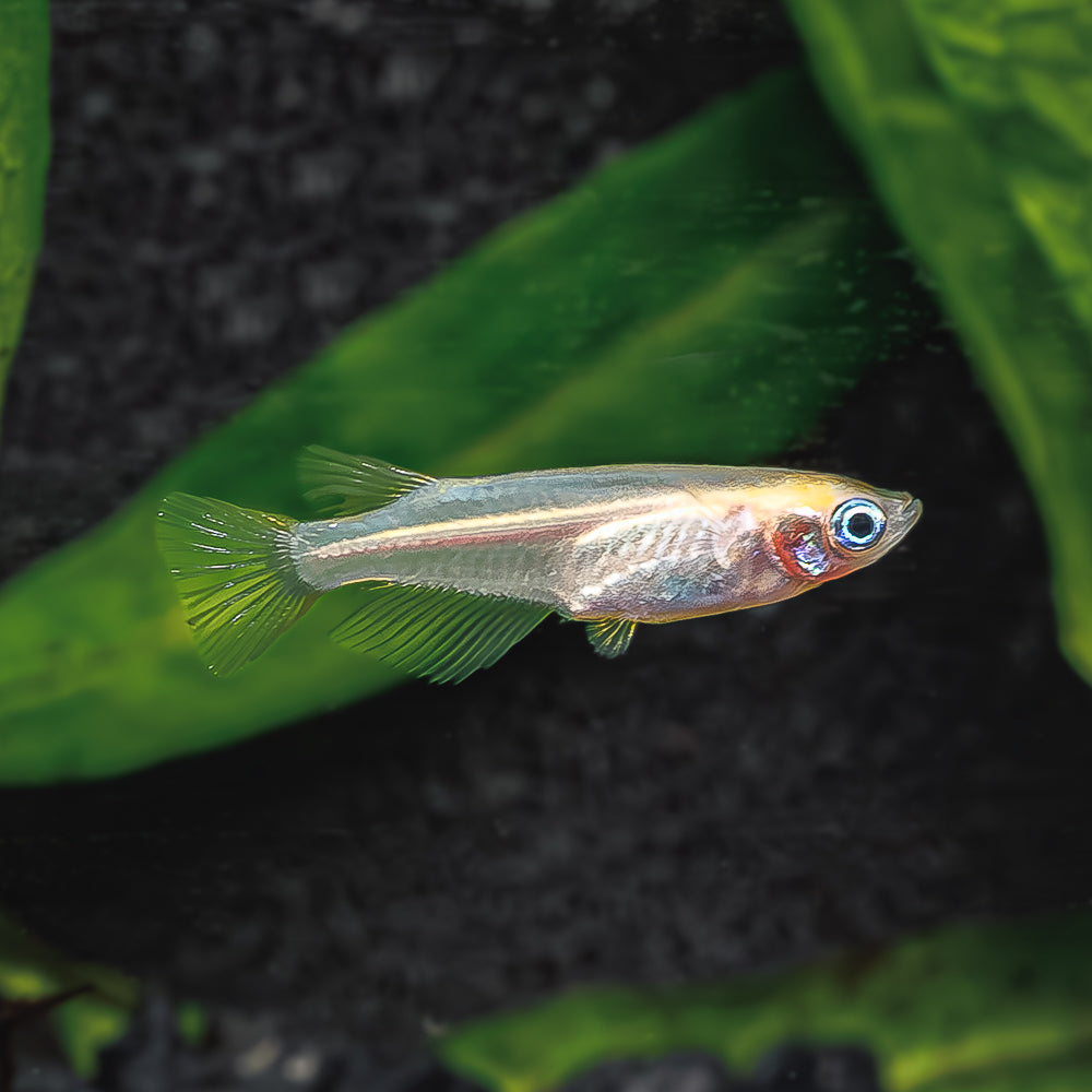 Orange Medaka Ricefish | Oryzias latipes