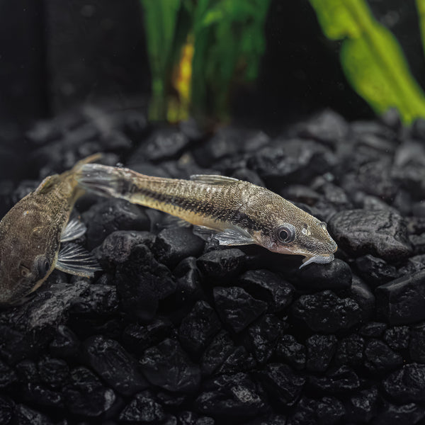 Otocinclus Otocinclus Catfish for Sale Online Flip Aquatics