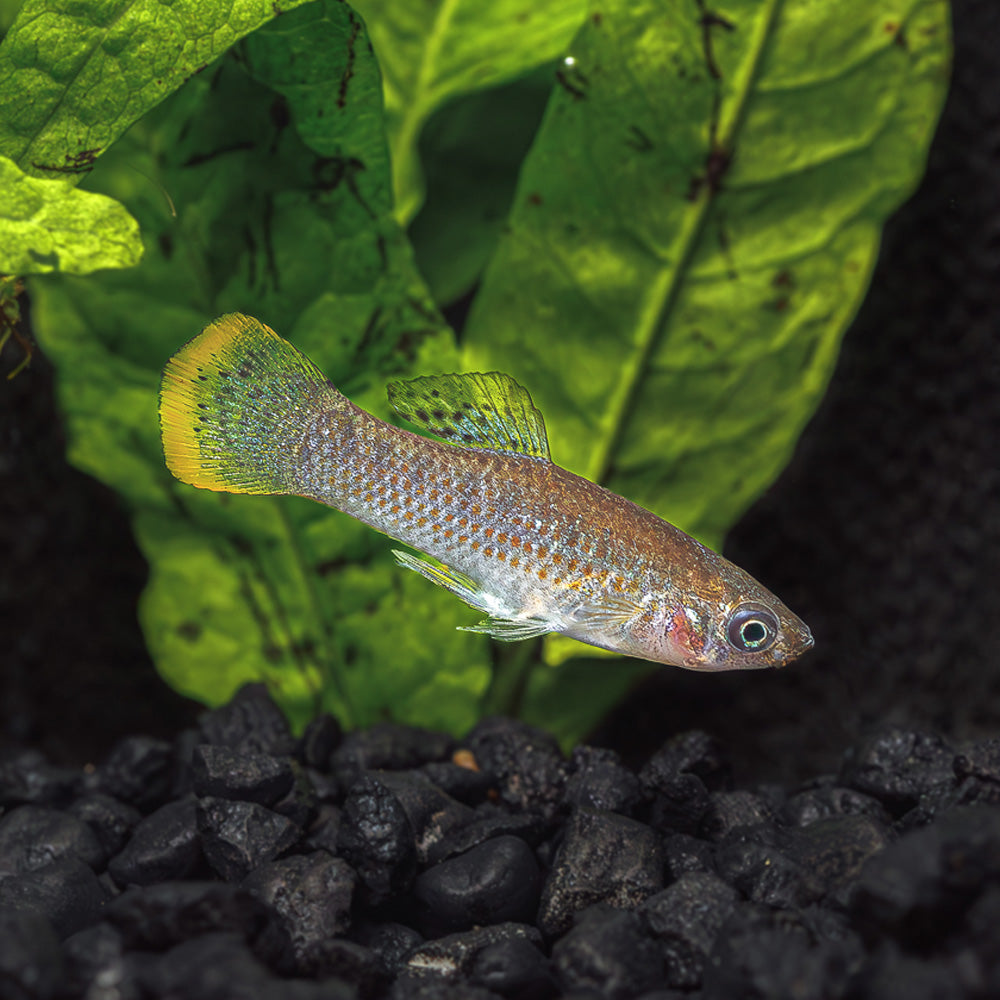 Pacific Molly Fish 100% Live Arrival Guarantee - Main Image