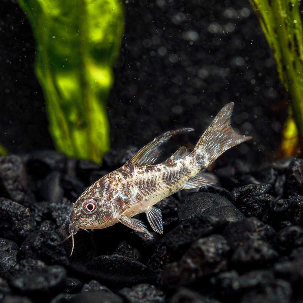 Peppered Cory | Corydoras Paleatus