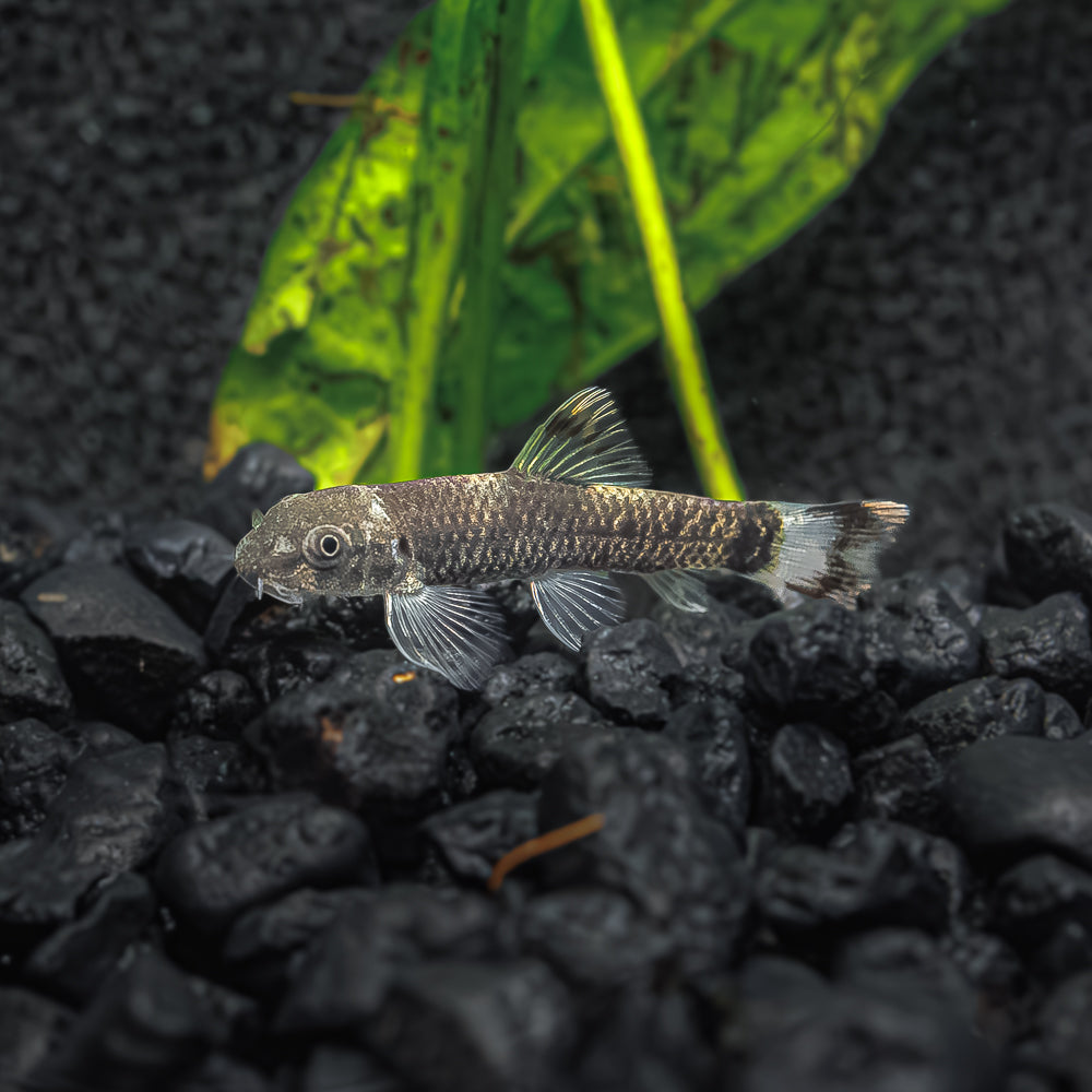 Panda Garra The Best Algae Eating Nano Fish for Your Aquarium Flip Aquatics