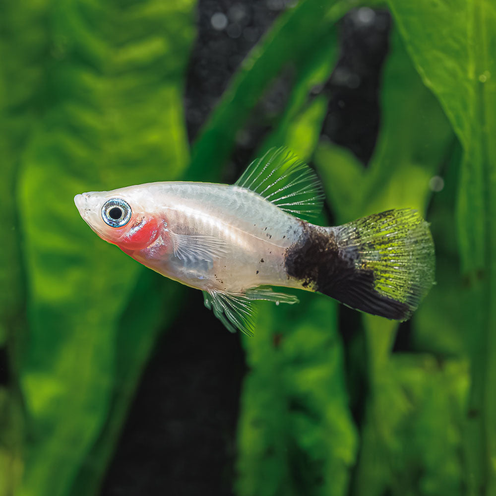 Panda Platy Fish - Nature's Playful Beauty for Your Aquarium