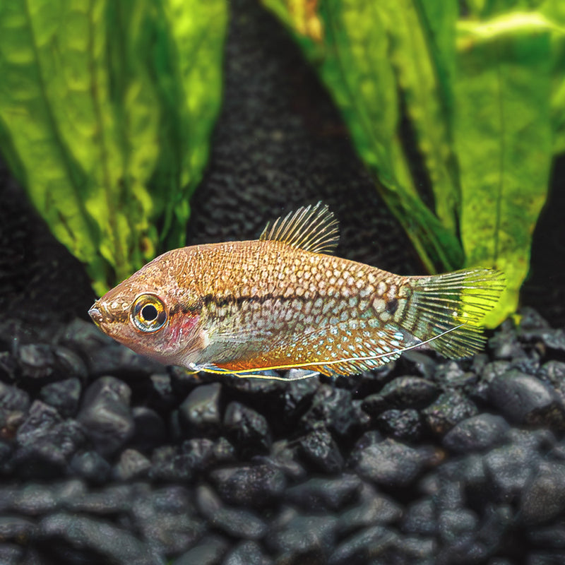 Gourami for Sale | Affordable Gourami Fish Prices
